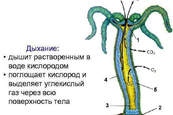 Kraken оригинальная ссылка